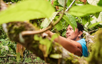 Forests of People: indigenous and local communities will highlight contributions at First Regional Congress on Sustainable Forests and Landscapes