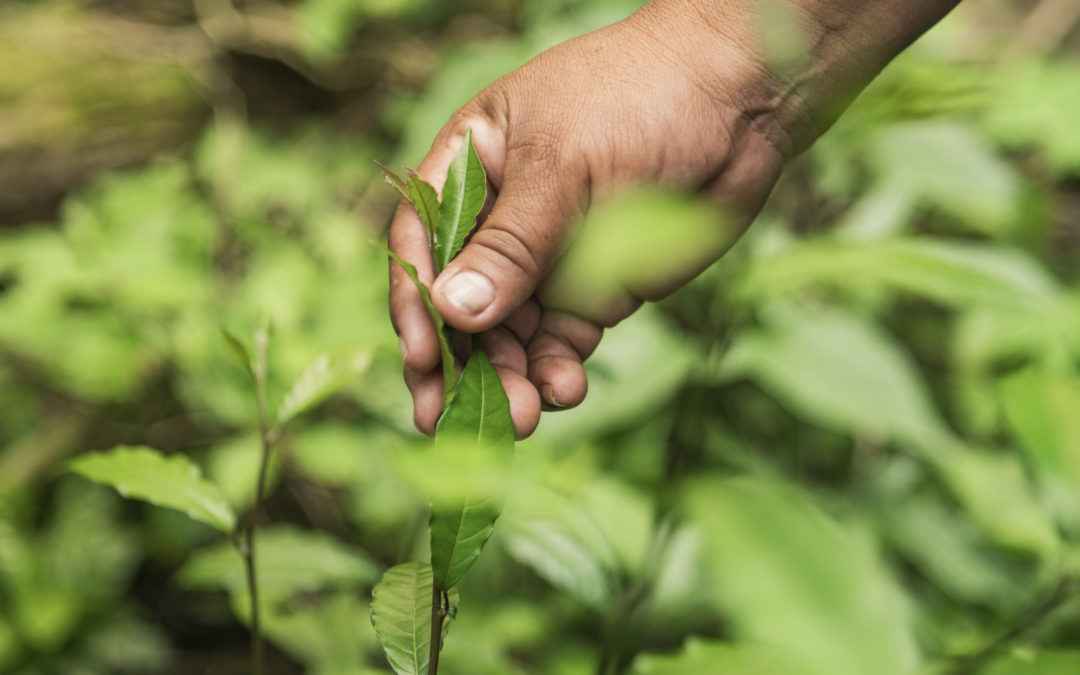 The guardians of life and biodiversity are in serious danger while climate negotiations advance at the global level