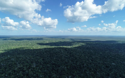 Reserva de Biósfera Maya con 34% de bosque recuperado en los últimos diez años