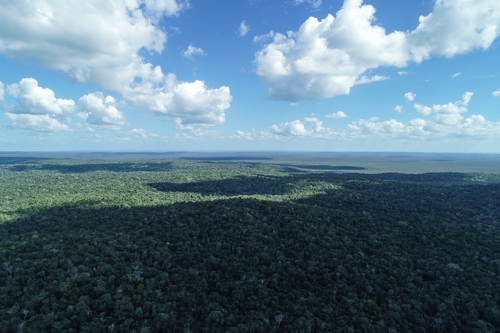 Reserva de Biósfera Maya con 34% de bosque recuperado en los últimos diez años