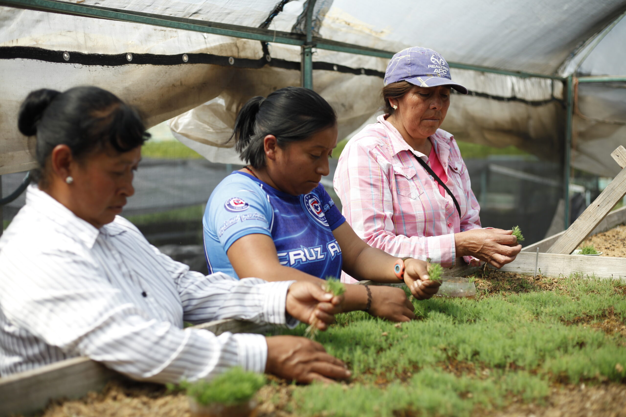 Coordinadora Mujeres Lideres Territoriales Mesoamerica