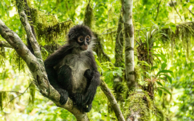 La Unión Europea, WCS y CCAD apoyarán la Conservación de los Cinco Grandes Bosques de Mesoamérica