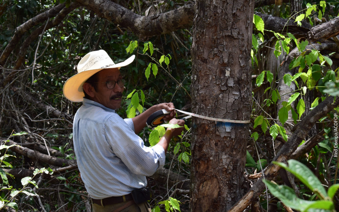 Un Fondo para proteger los bosques de México y Centroamérica