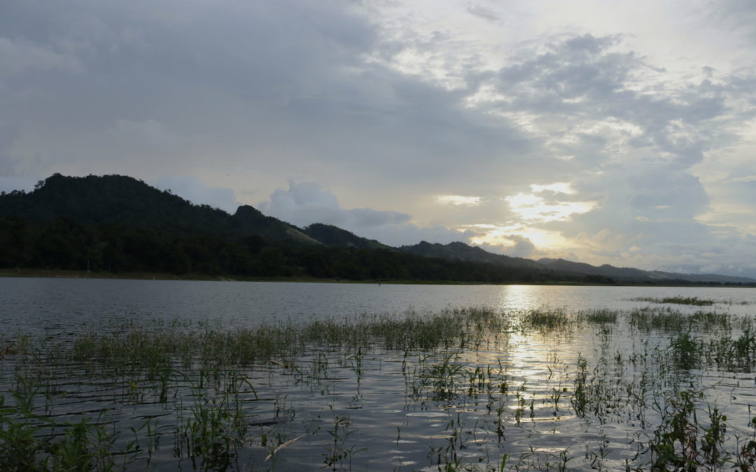 Pronunciamiento de la Alianza Mesoamericana de Pueblos y Bosques en apoyo a la conservación ambiental en Panamá
